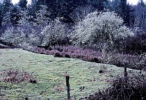 Corner of Pasture on Rainy Day